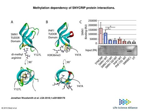 proteine tudor|tudor methylation protein.